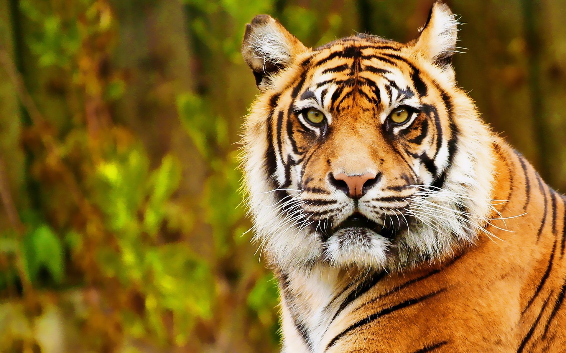 HD PC desktop wallpaper featuring a close-up of a tiger with intense eyes against a blurred natural background.