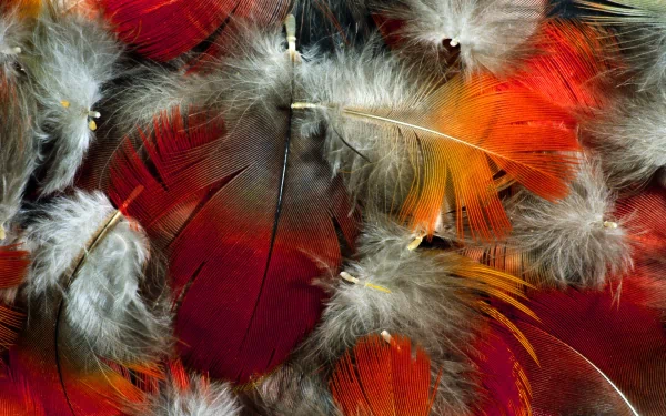 photography feather HD Desktop Wallpaper | Background Image