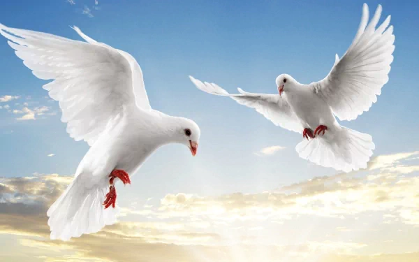 A serene HD desktop wallpaper featuring two white doves in flight against a beautiful sky, capturing the grace and tranquility of nature.