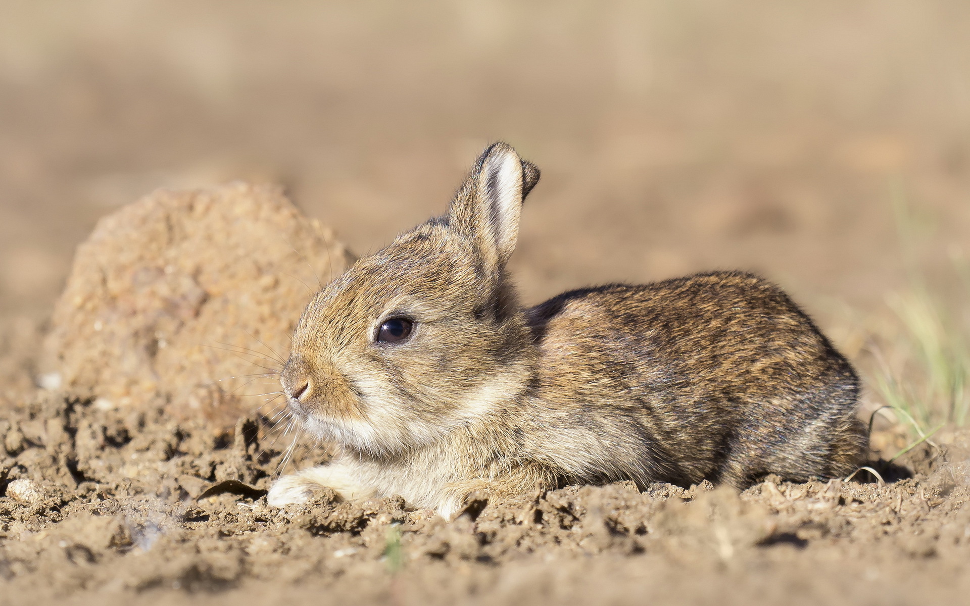 Animal Hare HD Wallpaper | Background Image