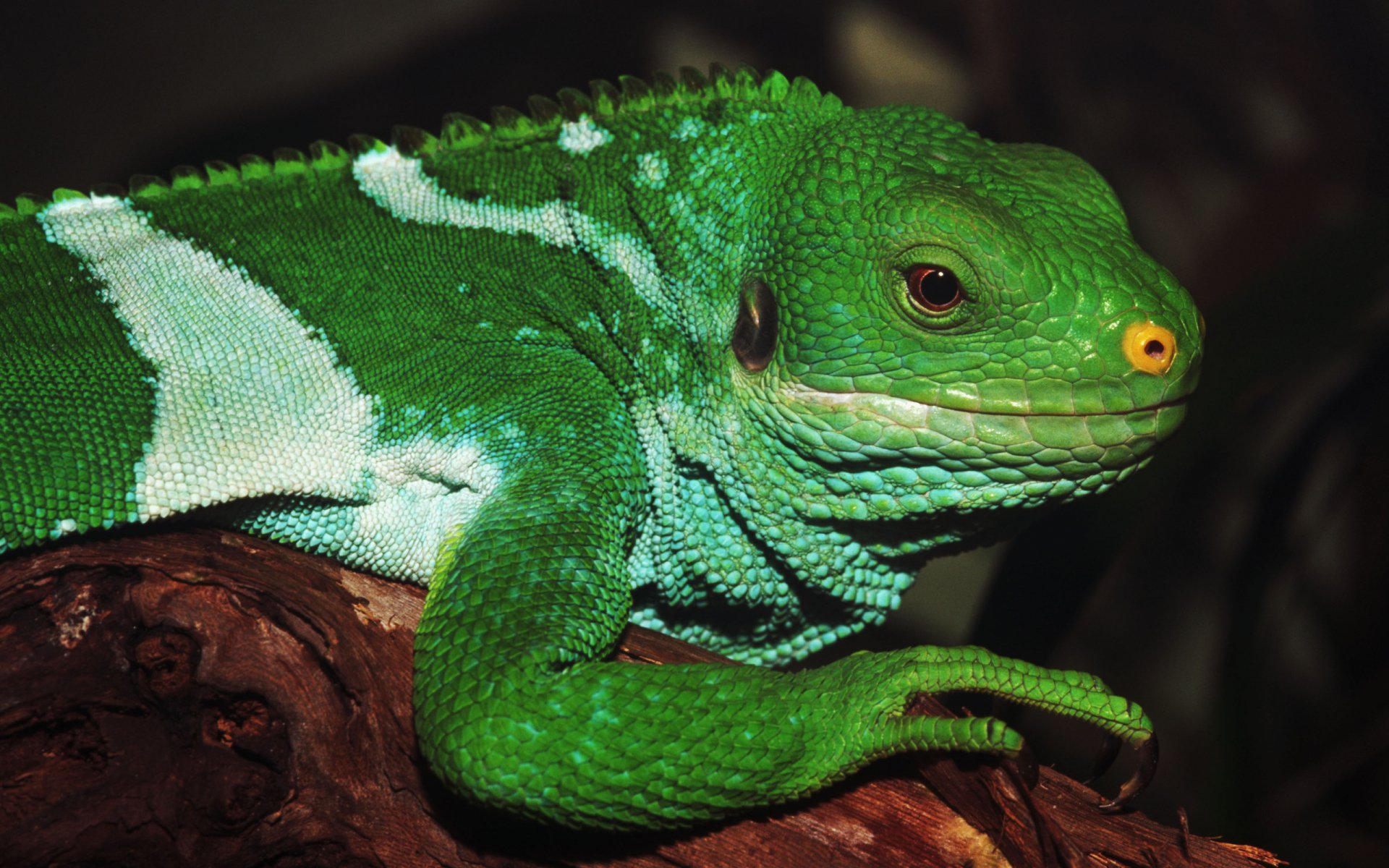 Close-up of a vibrant green iguana (animal) perched on a branch — 2K Quad HD PC desktop wallpaper and background.