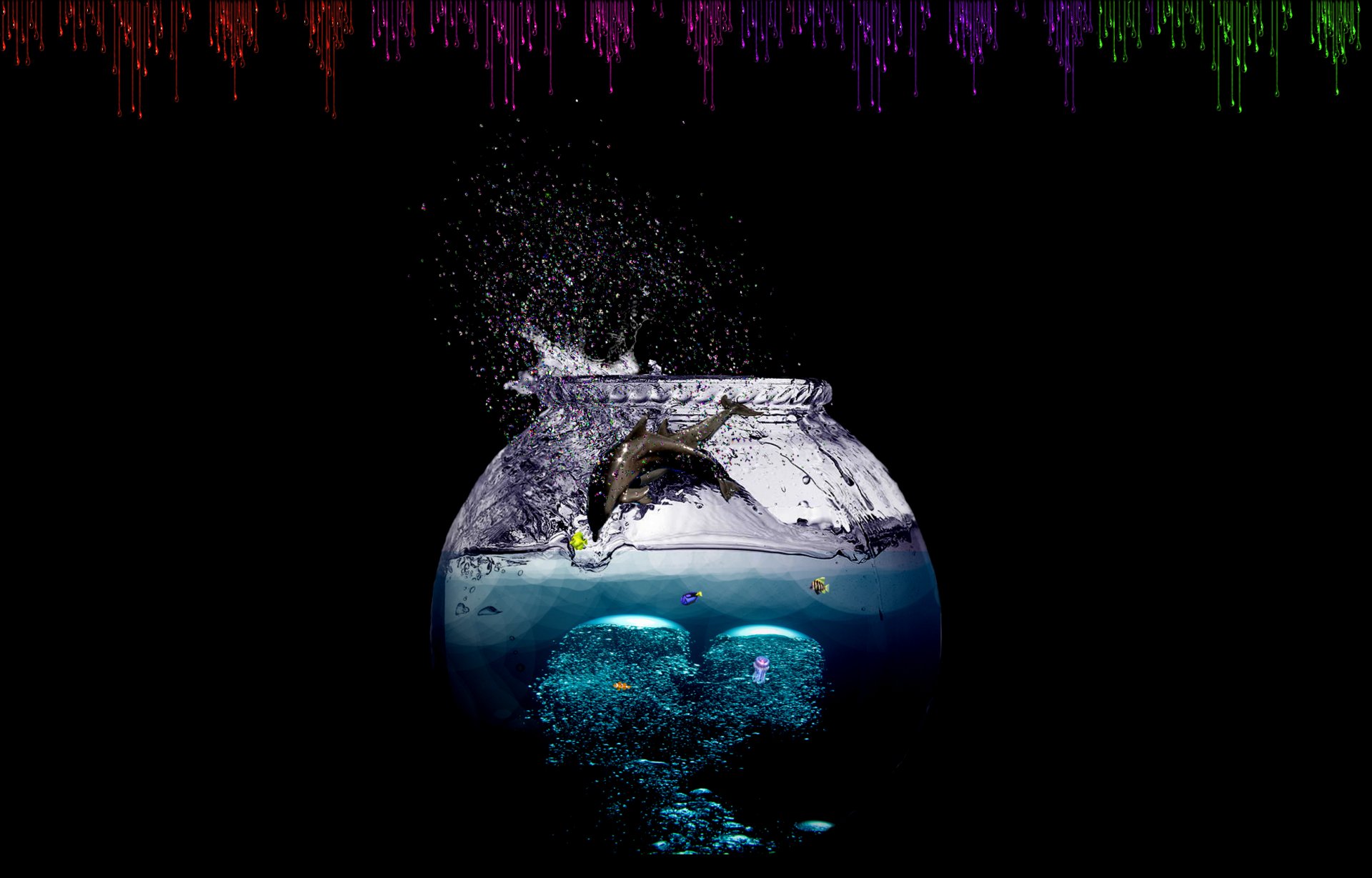 Download Animal Dolphin HD Wallpaper