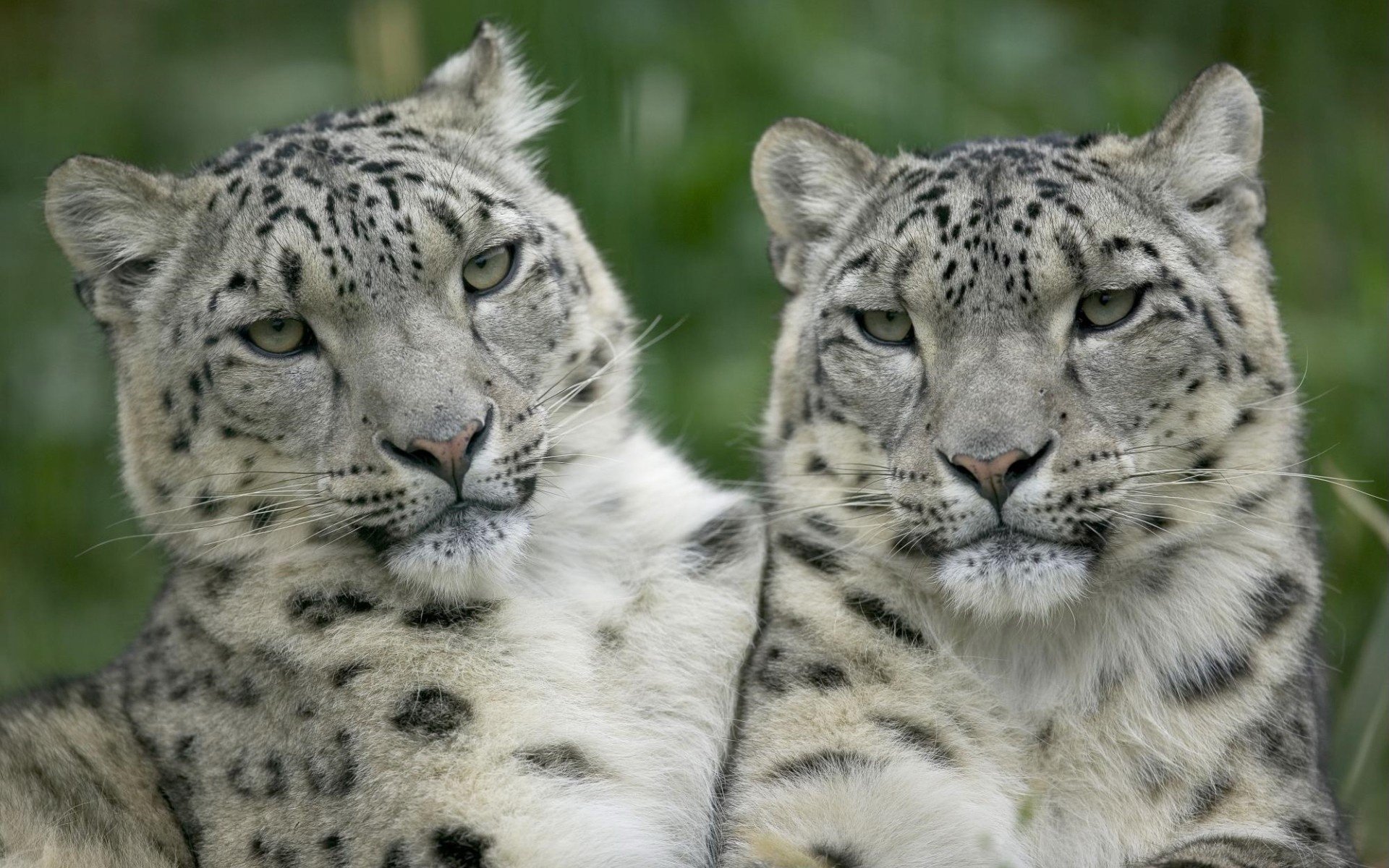 HD PC desktop wallpaper of two snow leopards resting side by side, close-up portrait with soft green blurred foliage in the background.