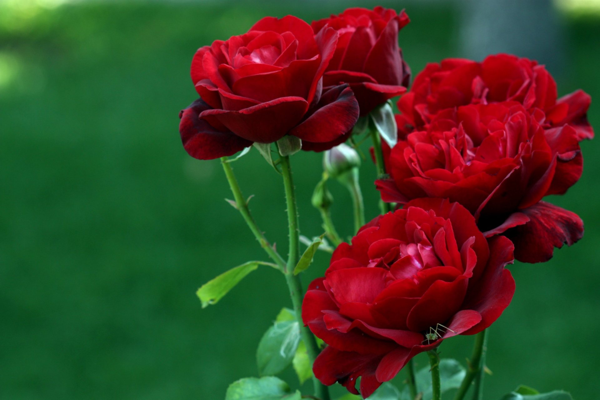 Download Red Rose Flower Nature Rose HD Wallpaper