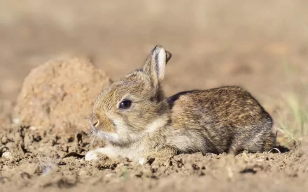 HD desktop wallpaper featuring a close-up of a hare resting on dry, earthy ground in a natural outdoor setting.