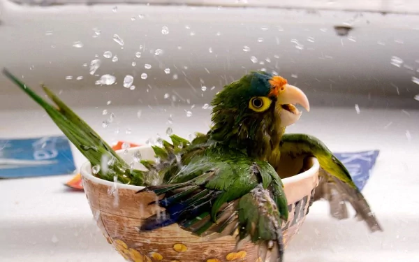 A vibrant parrot splashes joyfully in a bowl of water, surrounded by droplets, making for a lively HD desktop wallpaper and background.