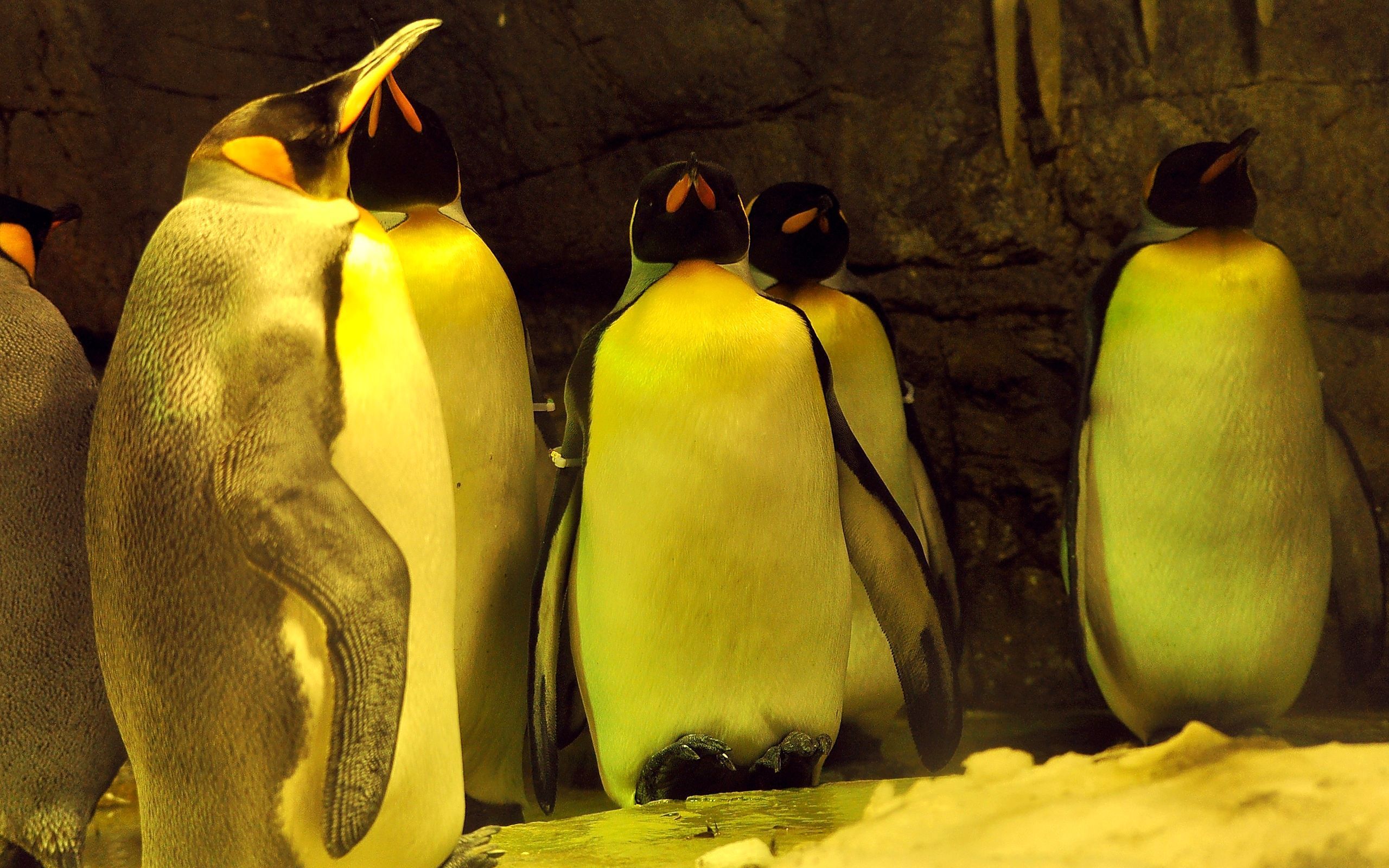 Animal Emperor Penguin HD Wallpaper | Background Image