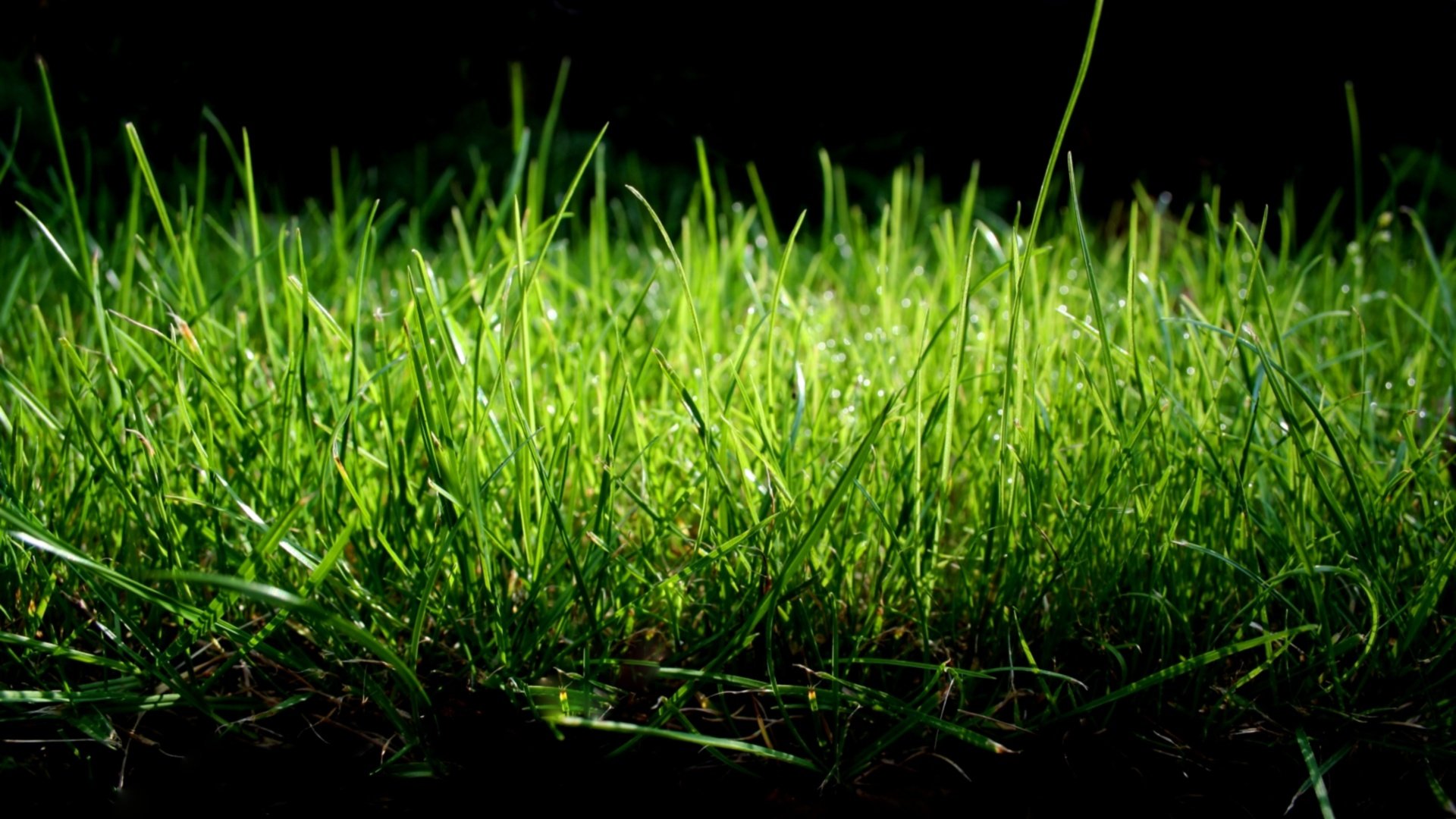 Grass HD Wallpaper | Background Image | 1920x1080 | ID:358084