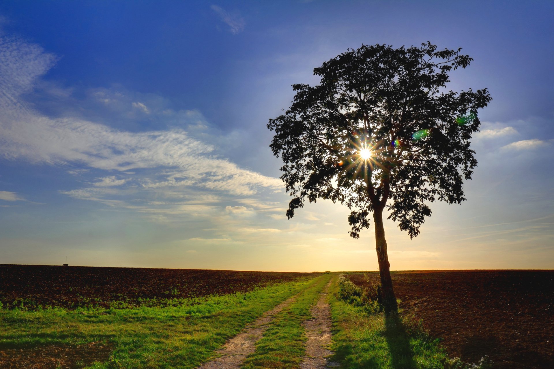 Download Nature Tree HD Wallpaper | 2000x1333 | Wallpaper Abyss