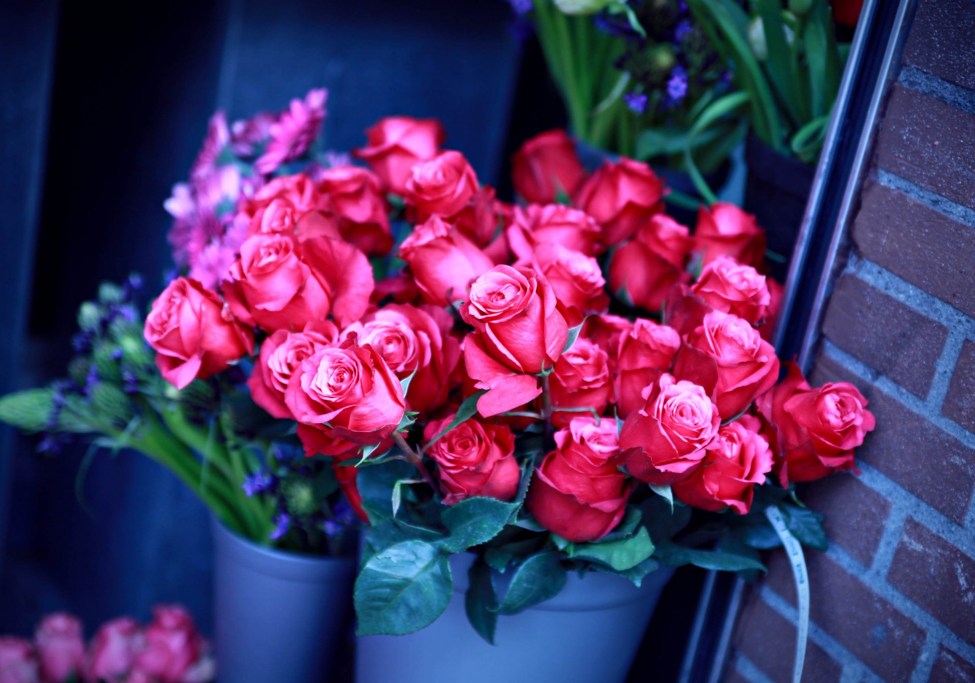 A vibrant still life of red roses surrounded by greenery, showcasing the beauty of nature. This HD image makes a striking desktop wallpaper or background.
