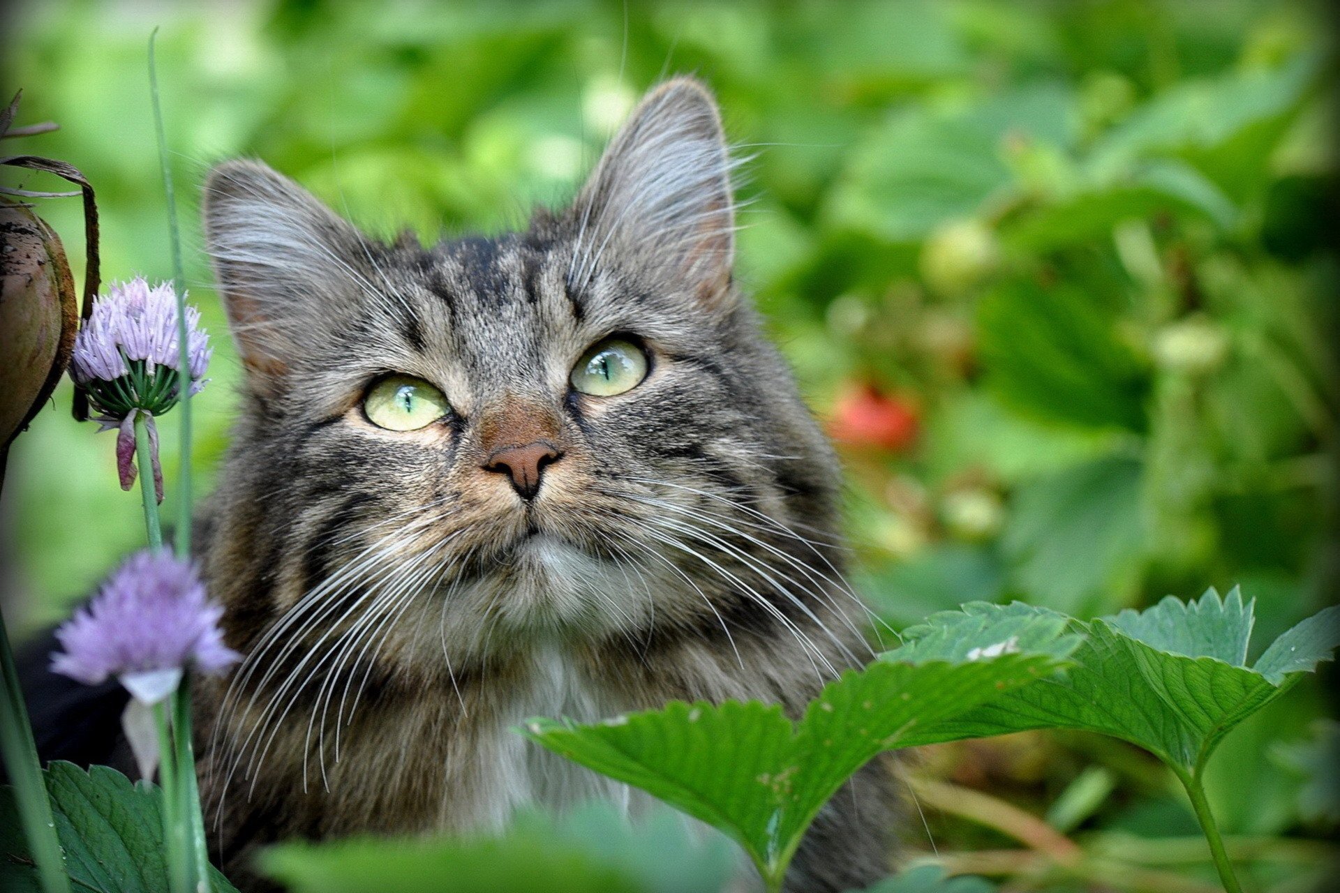A close-up of a grey tabby cat gazing upwards among vibrant green foliage and flowers, showcasing the beauty of nature. This image serves as a captivating HD PC desktop wallpaper and background.
