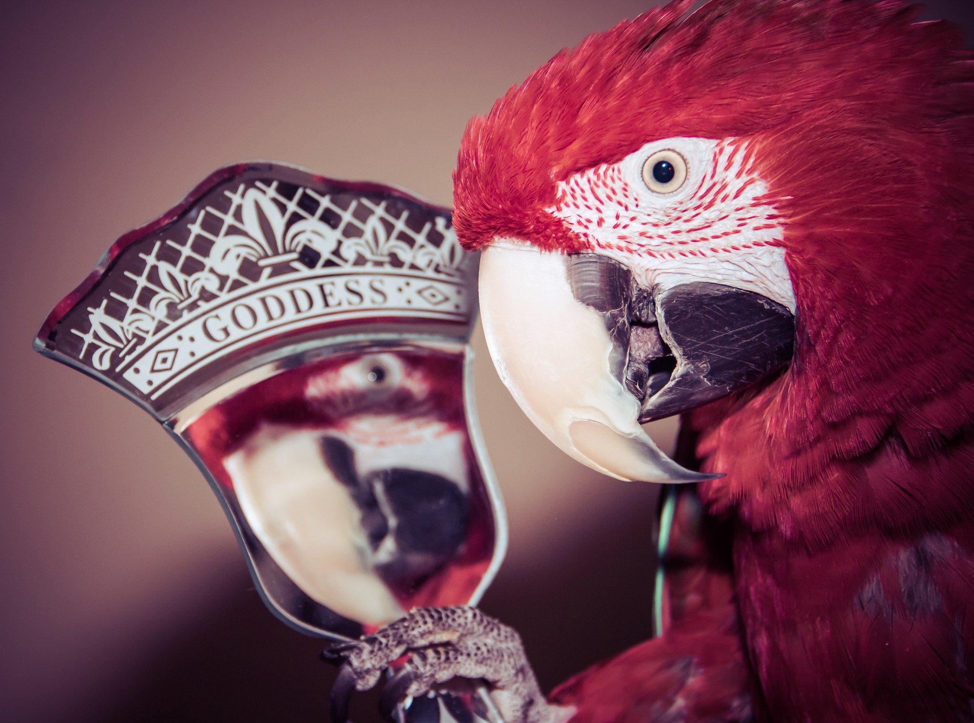 Close-up of a vibrant red-and-green macaw holding a decorative mirror, captured in high definition for an HD PC desktop wallpaper.