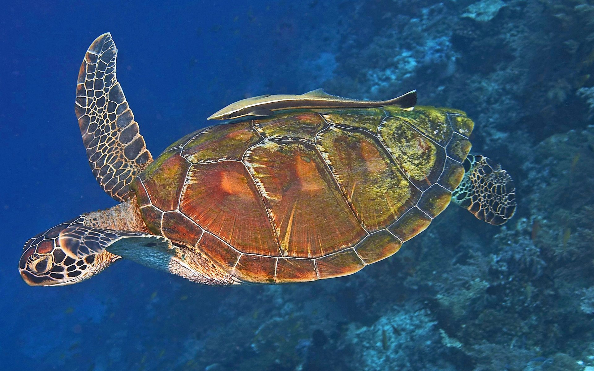 HD desktop wallpaper featuring a detailed close-up of a sea turtle swimming in clear blue ocean water.
