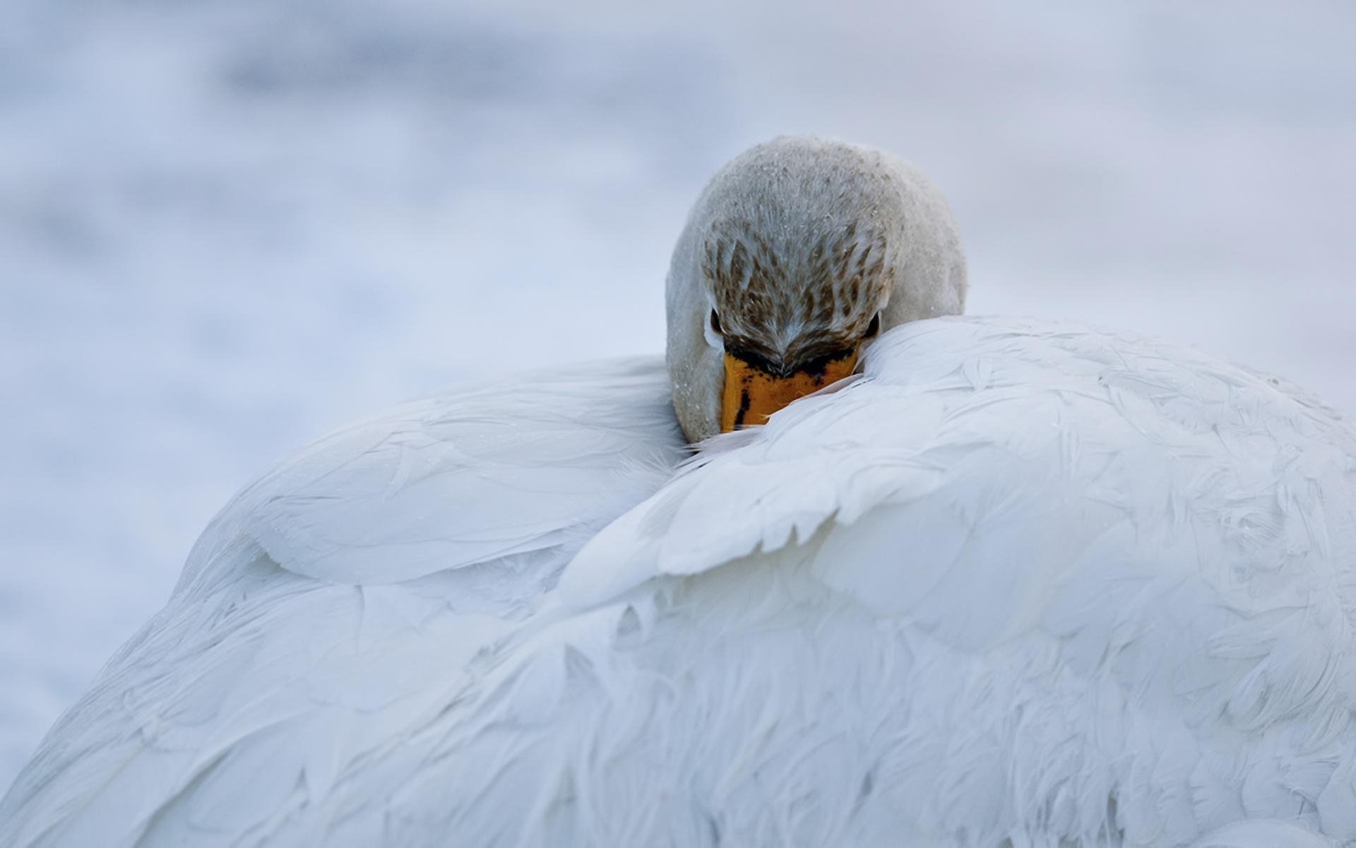 HD PC desktop wallpaper: close-up of a white swan (animal) tucking its head into its feathers against a soft, snowy background.