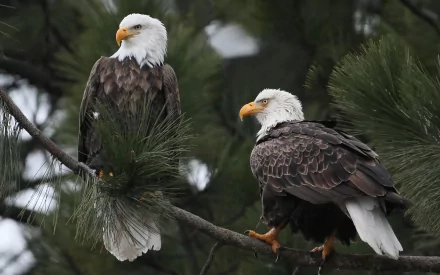 A stunning HD desktop wallpaper featuring two bald eagles perched on a tree branch, surrounded by lush green pine needles, showcasing their majestic beauty in nature.