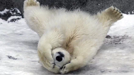 Animal polar bear HD Desktop Wallpaper | Background Image
