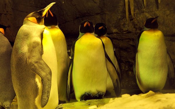 Animal Emperor Penguin Birds Penguins Bird HD Wallpaper | Background Image