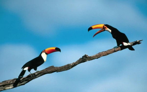 HD PC desktop wallpaper background showing two toco toucans (animal) perched on a branch against a clear blue sky.
