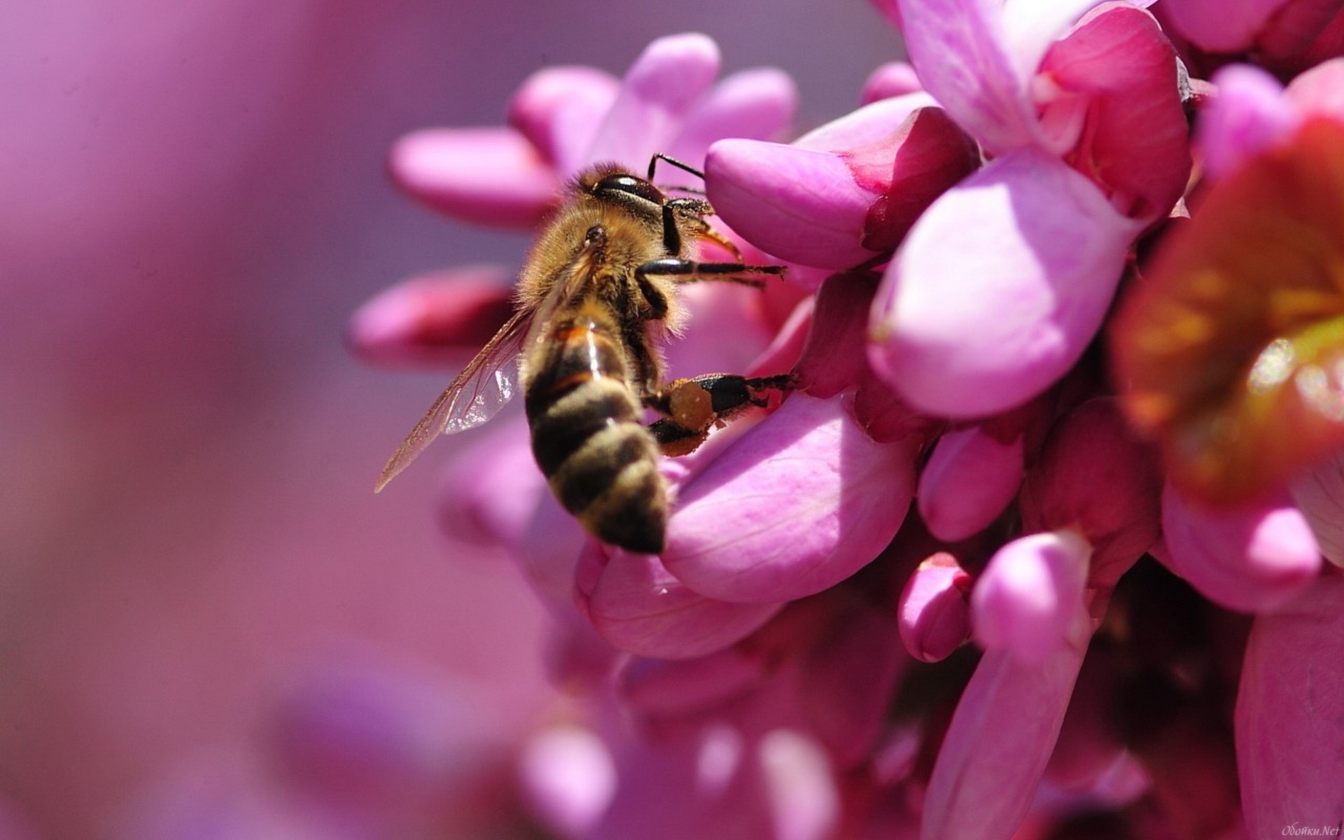 Bee HD Wallpaper Bee HD Wallpaper