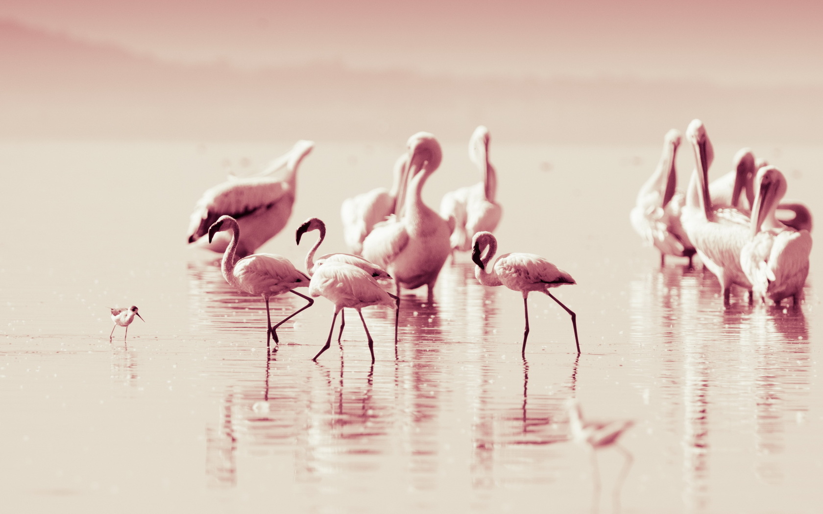Flamingo Wallpaper And Background 1680x1050 ID359699