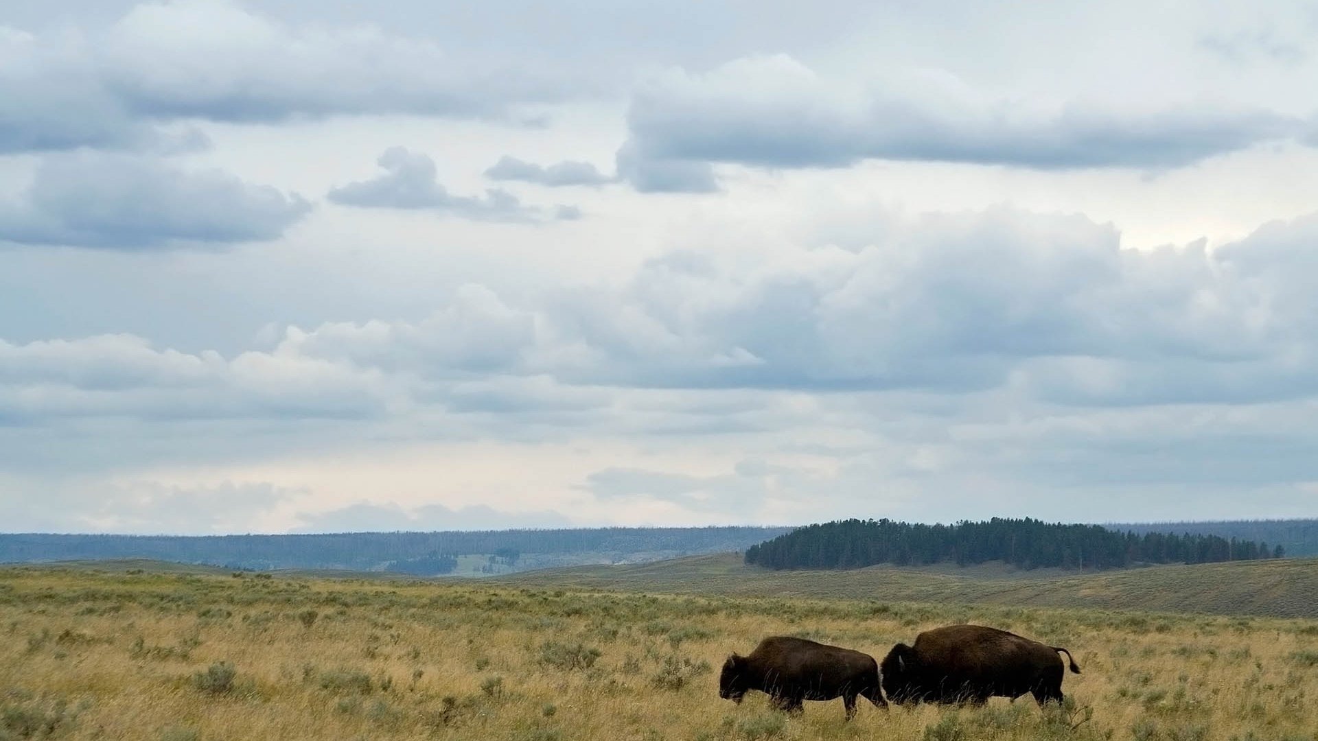 Download Animal American Bison HD Wallpaper