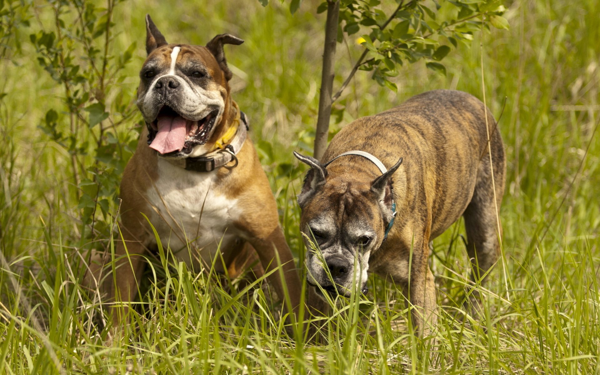 Download Animal Dog HD Wallpaper | 2560x1600 | Wallpaper Abyss