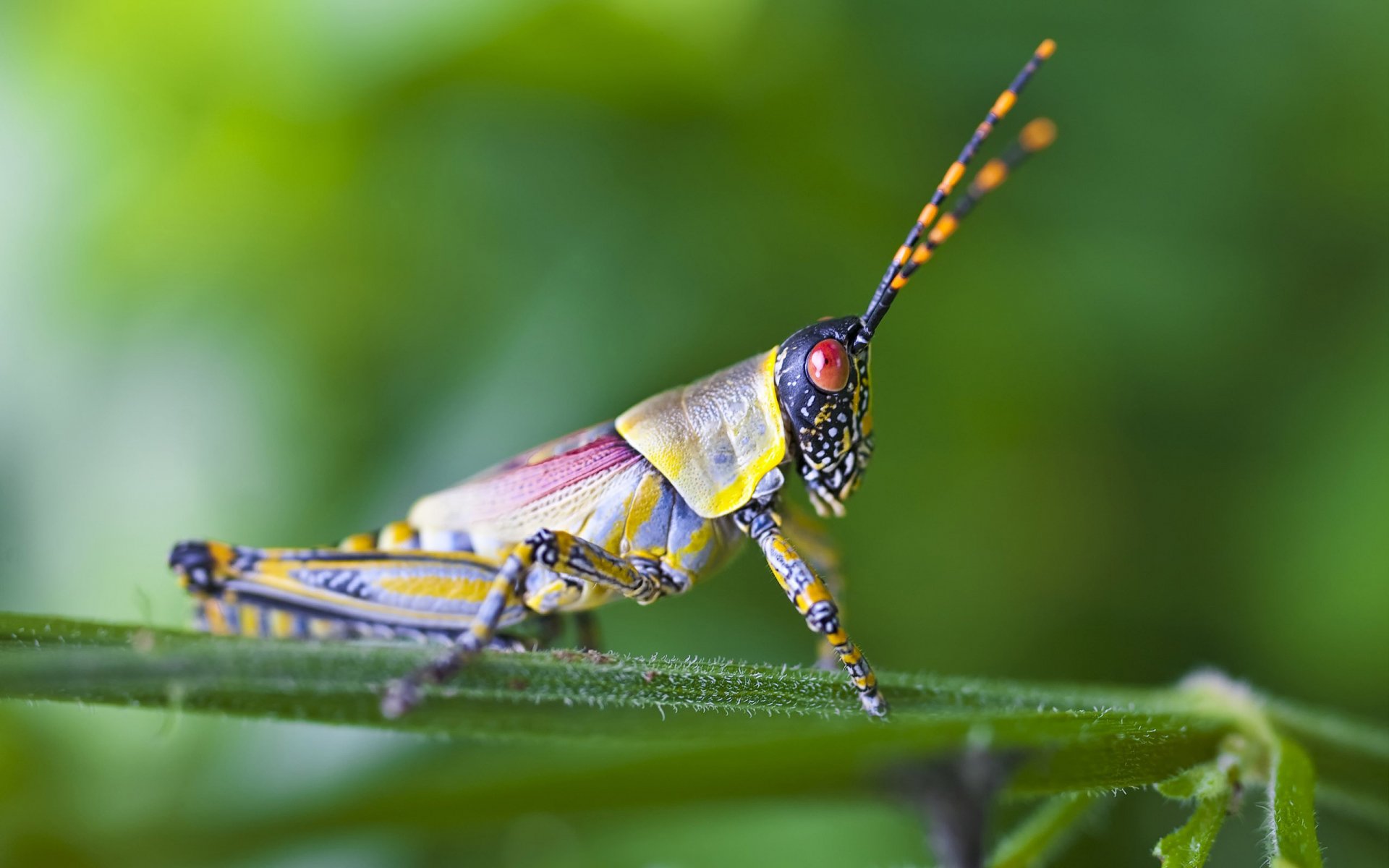 Download Animal Grasshopper HD Wallpaper