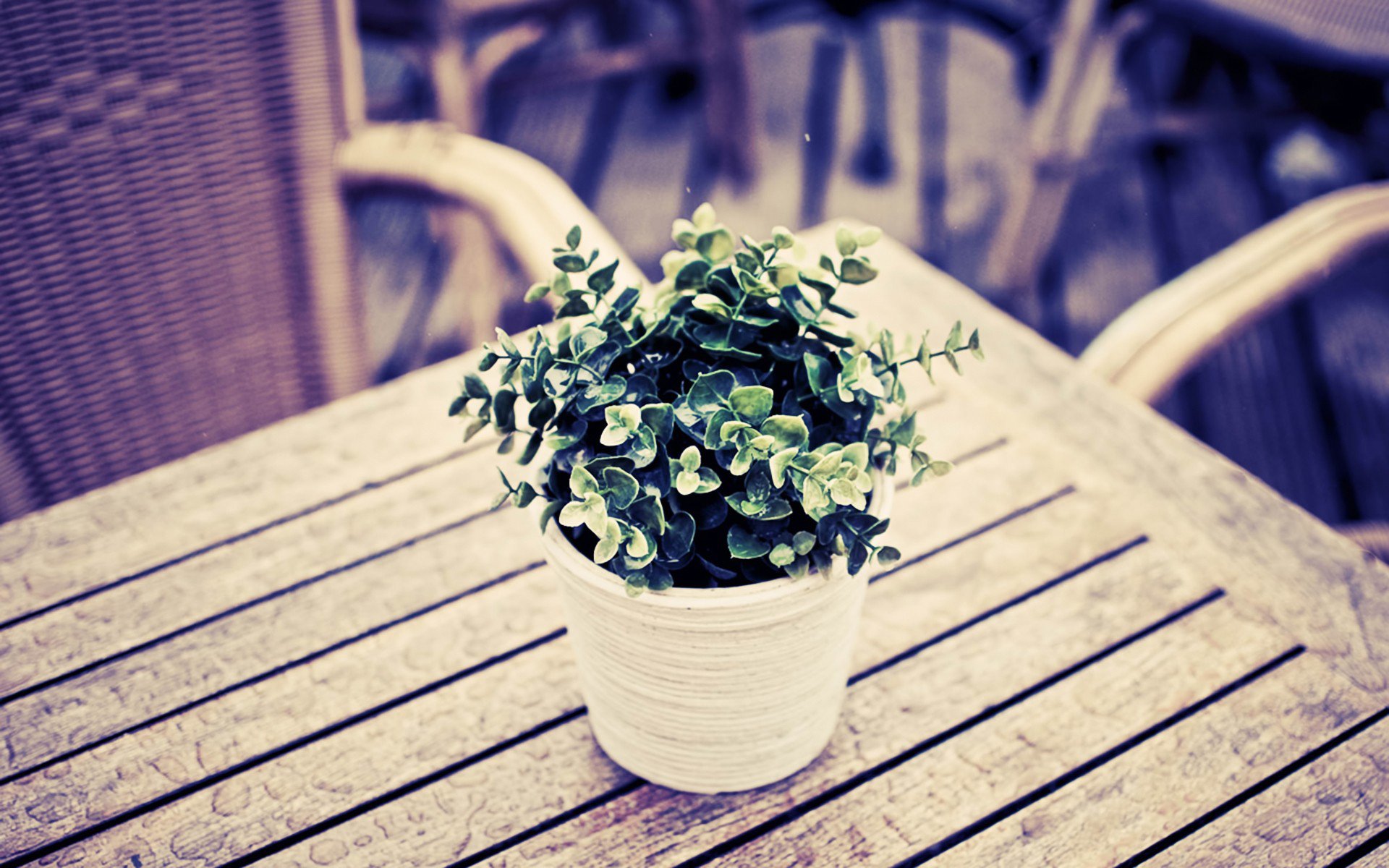 HD PC desktop wallpaper photography: small potted green plant on a slatted wooden table with wicker chairs blurred in the background.