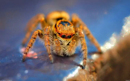 Close-up HD desktop wallpaper of a vibrant jumping spider with detailed eyes and textured legs against a blurred blue and brown background.