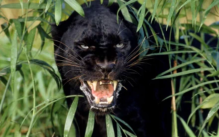 HD desktop wallpaper featuring a snarling black panther amidst lush green foliage.