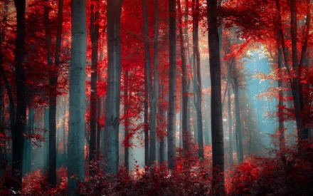 HD desktop wallpaper of a tranquil forest bathed in red foliage and sunlight, creating a serene and picturesque nature background.