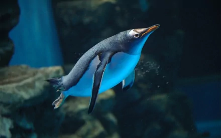 Animal penguin HD Desktop Wallpaper | Background Image