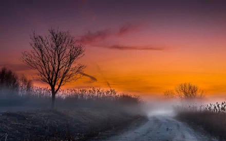 nature fog HD Desktop Wallpaper | Background Image