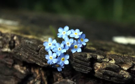 HD desktop wallpaper featuring delicate forget-me-not flowers resting on textured wood in a natural setting, showcasing the beauty of nature.