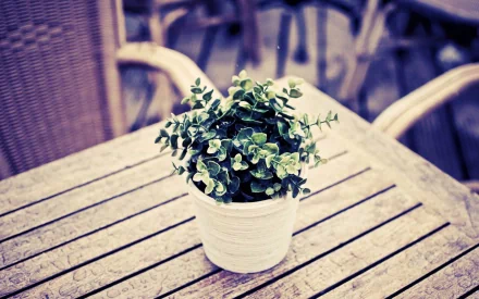 photography plant HD Desktop Wallpaper | Background Image