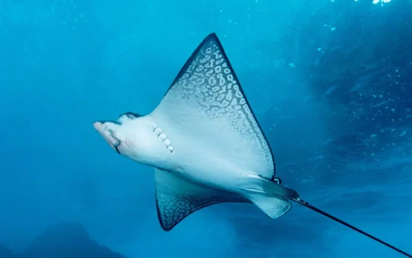 A manta ray glides gracefully through vibrant blue waters, showcasing its stunning patterns. This high-definition image serves as a captivating desktop wallpaper and background.