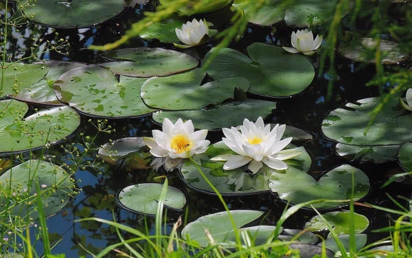 HD PC desktop wallpaper featuring vibrant water lilies blooming amidst green lily pads on a tranquil natural pond.