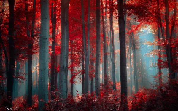 HD desktop wallpaper of a tranquil forest bathed in red foliage and sunlight, creating a serene and picturesque nature background.