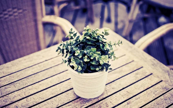 photography plant HD Desktop Wallpaper | Background Image