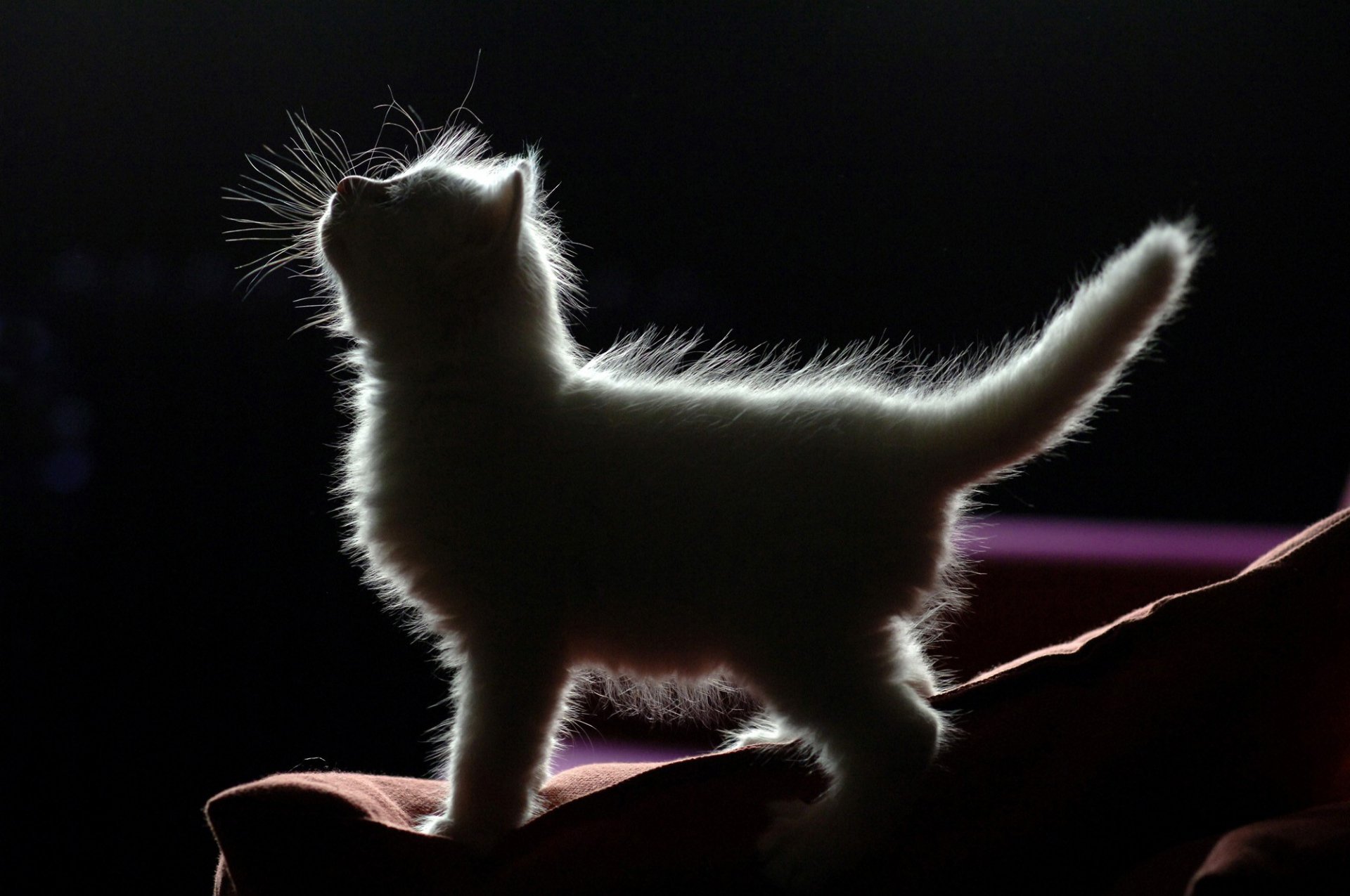 HD PC desktop wallpaper: backlit fluffy kitten silhouette with a glowing fur halo standing on a hand against a dark background.