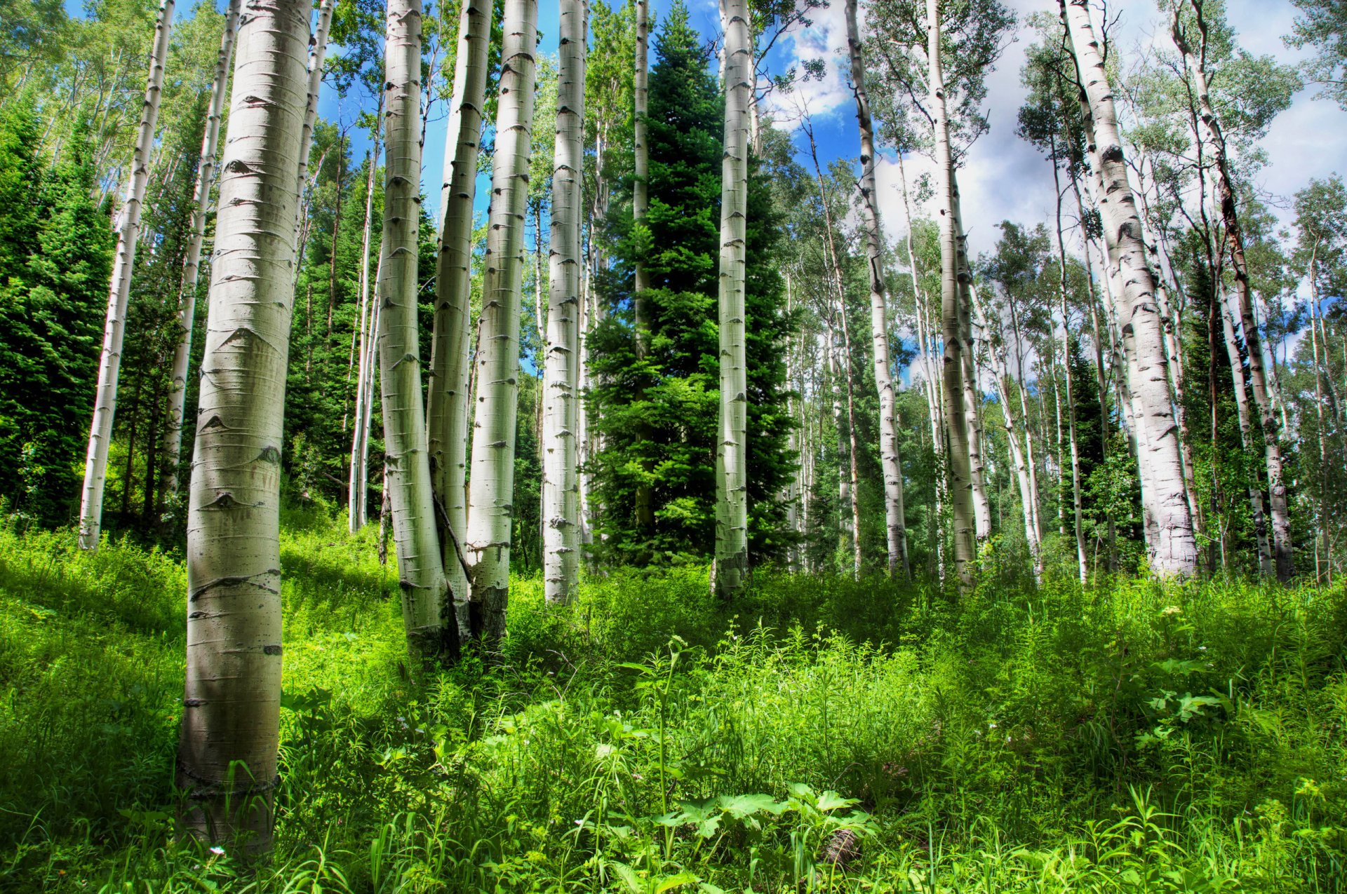 HD PC desktop wallpaper showing a vibrant forest with tall birch trees, lush green undergrowth, and a bright blue sky in a serene natural setting.