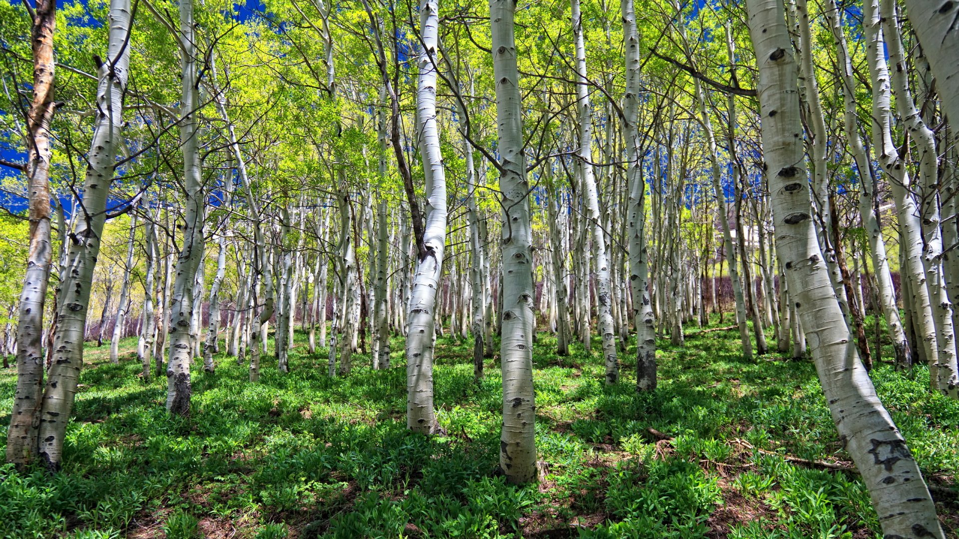 HD PC desktop wallpaper depicting a vibrant forest with tall birch trees, lush green undergrowth, and a clear blue sky overhead, showcasing nature's beauty.