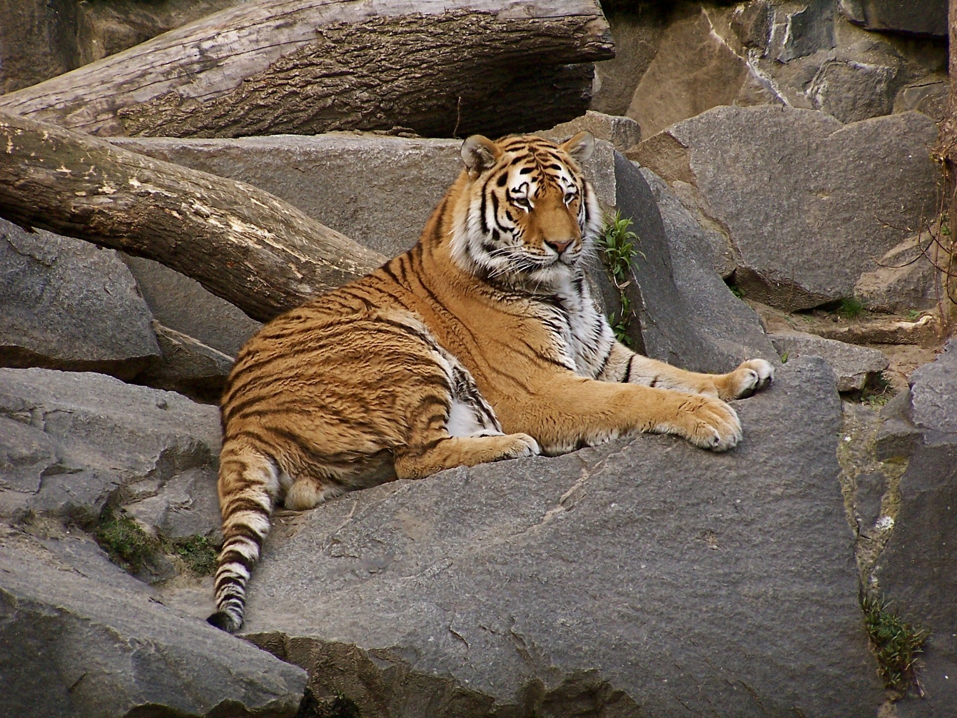 HD PC desktop wallpaper featuring a majestic tiger resting on rocks surrounded by tree branches in a natural setting.