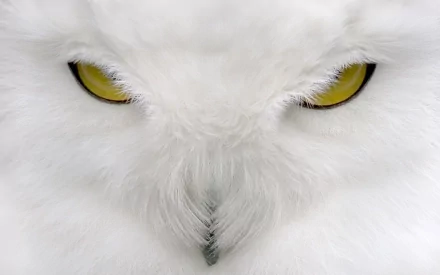 Close-up HD desktop wallpaper of a snowy owl's intense yellow eyes and white feathers, highlighting the bird's striking and detailed facial features.