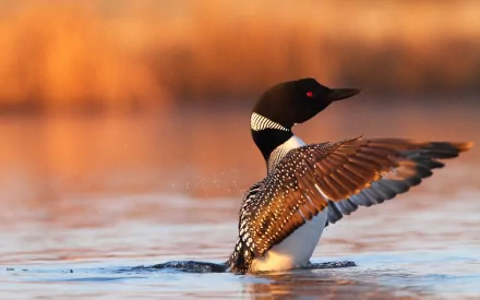 HD desktop wallpaper showcasing a loon spreading its wings on calm water with a blurred golden background.