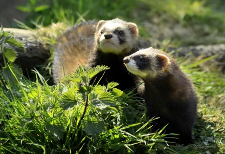 Two ferrets explore green foliage in this HD desktop wallpaper featuring vibrant natural details and sharp animal imagery.