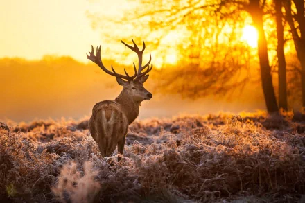 An elk buck stands in a frost-covered field, framed by a glowing sunset. This HD desktop wallpaper captures the tranquil beauty of nature at dusk.