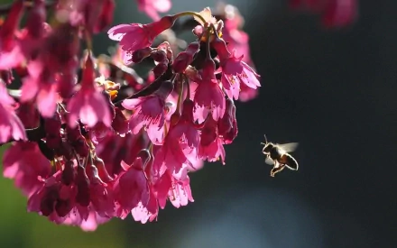 HD PC desktop wallpaper showing a bee hovering beside vibrant pink blossoms against a soft, dark bokeh background.
