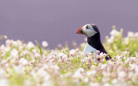 Animal puffin HD Desktop Wallpaper | Background Image