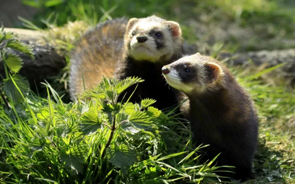 Animal ferret HD Desktop Wallpaper | Background Image